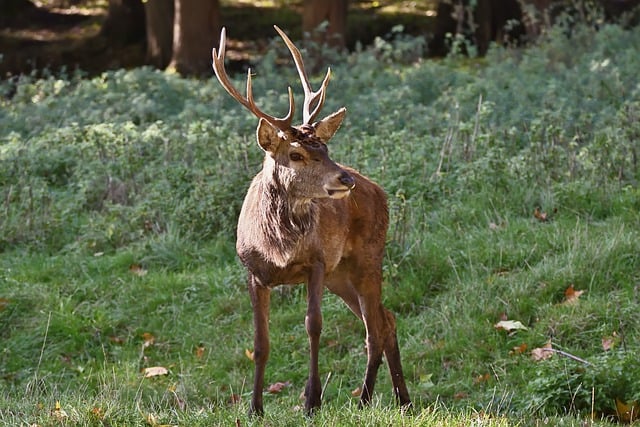 Klumper på krondyr – årsager, betydning og behandling